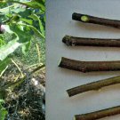 5 pcs ! Fig tree cuttings, Aubique Petite ,delicious black, flavorful, Two crops, 5 pcs ! Fig tree cuttings, Aubique Petite ,delicious black, flavorful, Two crops,