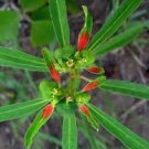Fire-on-the-Mountain 15 Seeds Euphorbia Cyathophora For Planting