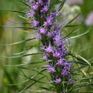 Bottlebrush Blazing Star 90 Seeds Liatris Mucronata For Planting Bottlebrush Blazing Star 90 Seeds Liatris Mucronata For Planting