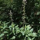 Illinois Tick Trefoil 150 Seeds Desmodium Illinoense For Planting Illinois Tick Trefoil 150 Seeds Desmodium Illinoense For Planting