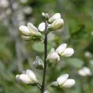 White Wild Indigo 75 Seeds Baptisia Alba For Planting White Wild Indigo 75 Seeds Baptisia Alba For Planting