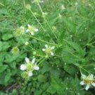 White Avens 75 Seeds Geum Canadense For Planting