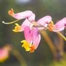 Pale Corydalis 50 Seeds Corydalis Sempervirens For Planting Pale Corydalis 50 Seeds Corydalis Sempervirens For Planting