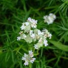Slender Mountain Mint 1000 Seeds Pycnanthemum Tenuifolium For Planting Slender Mountain Mint 1000 Seeds Pycnanthemum Tenuifolium For Planting