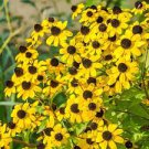 Brown-eyed Susan 750 Seeds Rudbeckia Triloba For Planting