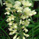 Cream Wild Indigo 10 Seeds Baptisia Bracteata For Planting Cream Wild Indigo 10 Seeds Baptisia Bracteata For Planting
