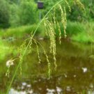 Reed Manna Grass 500 Seeds Glyceria Grandis For Planting