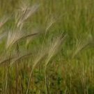 Squirrel-tail Grass 200 Seeds Hordeum Jubatum For Planting