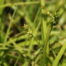 Short-headed Bracted Sedge 600 Seeds Carex Cephalophora For Planting