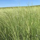 Slender Wheat Grass 500 Seeds Elymus Trachycaulus For Planting
