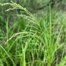 Fowl Manna Grass 500 Seeds Glyceria Striata For Planting