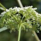 Tall Water Parsnip 300 Seeds Sium Suave For Planting Tall Water Parsnip 300 Seeds Sium Suave For Planting