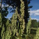 Great Water Dock 100 Seeds Rumex Orbiculatus For Planting Great Water Dock 100 Seeds Rumex Orbiculatus For Planting