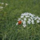 Wild Dill 50 Seeds Perideridia Americana For Planting Wild Dill 50 Seeds Perideridia Americana For Planting