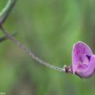 Small Wild Bean 40 Seeds Strophostyles Leiosperma For Planting