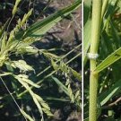 Rice Cut Grass 500 Seeds Leersia Oryzoides For Planting