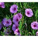 Bush Morning Glory 10 Seeds Ipomoea Leptophylla For Planting