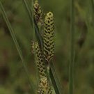 Water Sedge 300 Seeds Carex Aquatilis For Planting Water Sedge 300 Seeds Carex Aquatilis For Planting