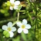 Flowering Spurge 75 Seeds Euphorbia Corollata For Planting