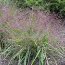 Purple Love Grass 500 Seeds Eragrostis Spectabilis For Planting