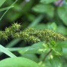 Crowfoot Fox Sedge 200 Seeds Carex Crus Corvi For Planting