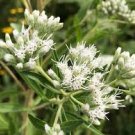 Tall Boneset 300 Seeds Eupatorium Altissimum For Planting Tall Boneset 300 Seeds Eupatorium Altissimum For Planting