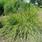 Brown Fox Sedge 500 Seeds Carex Vulpinoidea For Planting
