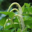 Lizard's Tail 75 Seeds Saururus Cernuus For Planting Lizard's Tail 75 Seeds Saururus Cernuus For Planting