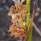 COMMON RUSH SEEDS Juncus effusus 2000 Seeds for Planting