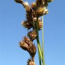 COPPER SHOULDERED OVAL SEDGE SEEDS Carex bicknellii 500 Seeds for Planting COPPER SHOULDERED OVAL SEDGE SEEDS Carex bicknellii 500 Seeds for Planting