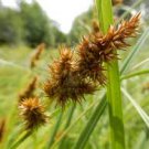 FOX SEDGE SEEDS Carex stipata 1000 Seeds for Planting FOX SEDGE SEEDS Carex stipata 1000 Seeds for Planting