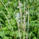 GREEN NEEDLE GRASS SEEDS Stipa viridula 500  Seeds for Planting