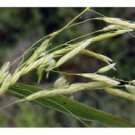 RICE CUT GRASS SEEDS Leersia oryzoides 1000 Seeds for Planting RICE CUT GRASS SEEDS Leersia oryzoides 1000 Seeds for Planting