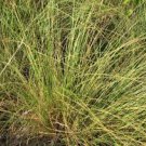 ROUGH DROPSEED SEEDS Sporobolus asper 1000 Seeds for Planting ROUGH DROPSEED SEEDS Sporobolus asper 1000 Seeds for Planting