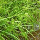 SALLOW SEDGE SEEDS Carex lurida 400 Seeds for Plantingl