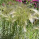SQUIRREL TAIL GRASS SEEDS Hordeum jubatum 250 Seeds for Planting