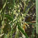 WILD RICE SEEDS Zizania aquatica 50 Seeds for Planting