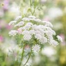 BISHOP'S FLOWER SEEDS Ammi majus 2000 Seeds for Planting BISHOP'S FLOWER SEEDS Ammi majus 2000 Seeds for Planting