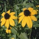 BROWN EYED SUSAN SEEDS Rudbeckia triloba 2000 Seeds for Planting