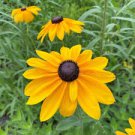 INDIAN SUMMER BLACK EYED SUSAN SEEDS Rudbeckia hirta  100  Seeds for Planting