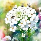 EMPRESS ROCKET CANDYTUFT SEEDS Iberis amara 500 Seeds for Planting EMPRESS ROCKET CANDYTUFT SEEDS Iberis amara 500 Seeds for Planting