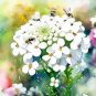 EMPRESS ROCKET CANDYTUFT SEEDS Iberis amara 500 Seeds for Planting