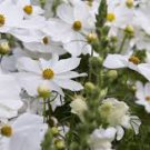 PURITY COSMOS SEEDS Cosmos bipinnatus 500 Seeds for Planting