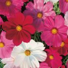 SENSATION TALL COSMOS SEED MIX Cosmos bipinnatus 500 Seeds for Planting