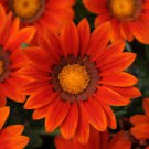 GAZANIA SEEDS Gazania splendens 15 Seeds for Planting
