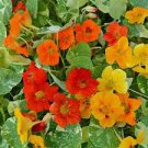 ALASKA NASTURTIUM SEED MIX Tropaeolum nanum 25 Seeds for Planting