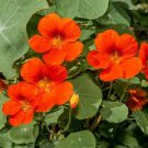EMPRESS OF INDIA NASTURTIUM SEEDS Tropaeolum nanum 25 Seeds for Planting EMPRESS OF INDIA NASTURTIUM SEEDS Tropaeolum nanum 25 Seeds for Planting