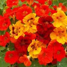 JEWEL NASTURTIUM SEED MIX Tropaeolum nanum 25 Seeds for Planting JEWEL NASTURTIUM SEED MIX Tropaeolum nanum 25 Seeds for Planting