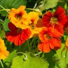 TALL NASTURTIUM SEED MIX Tropaeolum majus 25 Seeds for Planting TALL NASTURTIUM SEED MIX Tropaeolum majus 25 Seeds for Planting