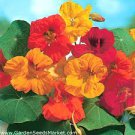 WHIRLEYBIRD NASTURTIUM SEED MIX Tropaeolum nanum 25 Seeds for Planting WHIRLEYBIRD NASTURTIUM SEED MIX Tropaeolum nanum 25 Seeds for Planting